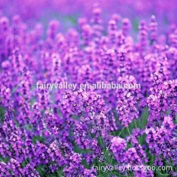 Growing lavender seeds Beautiful Flower Seeds